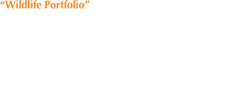 “Wildlife Portfolio”

Opening day: October 2nd, 2007
Reception: October 5th, 2007 from 7 p.m. to 9 p.m.

Location: Bronxville Public Library
201 Pondfield Rd. Bronxville NY 10708
Contact: 914-337-0349